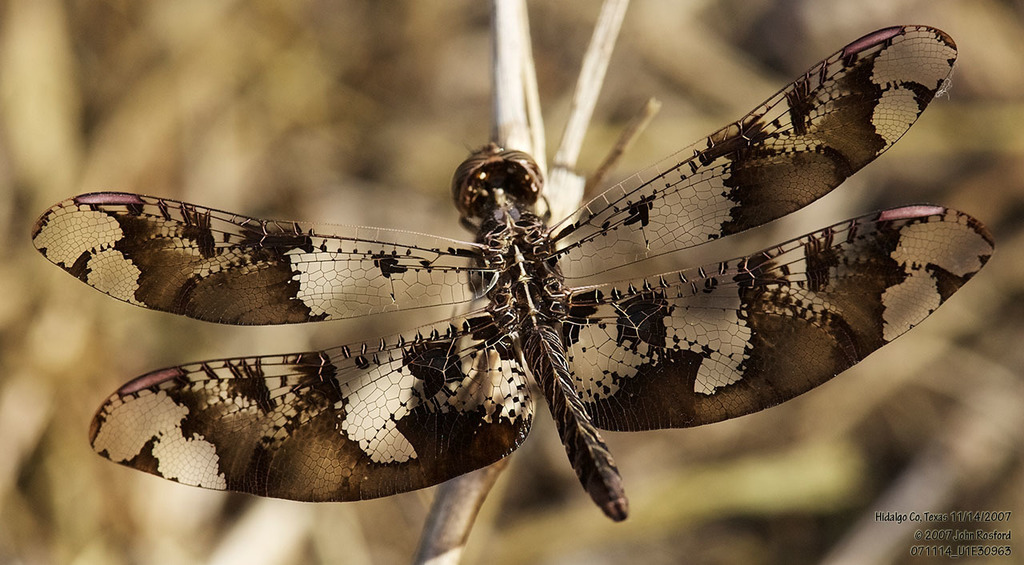Filigree Skimmer