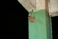 Osteopilus dominicensis