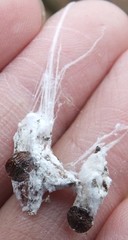 Pseudaulacaspis pentagona