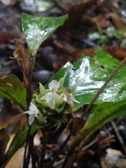 Goeppertia maasiorum