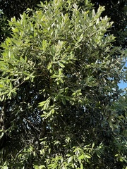 Metrosideros excelsa