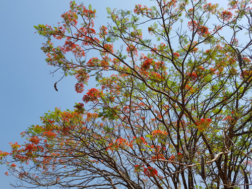 Flamboyant
