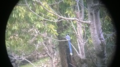 Urocissa flavirostris