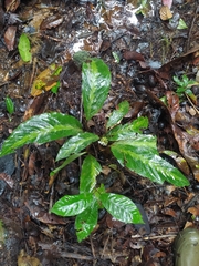 Goeppertia maasiorum