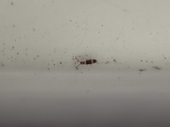 Entomobrya albocincta