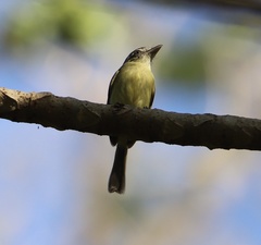Tolmomyias sulphurescens