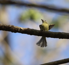 Tolmomyias sulphurescens