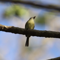 Tolmomyias sulphurescens