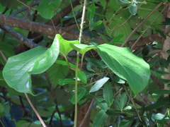 Mondia whitei