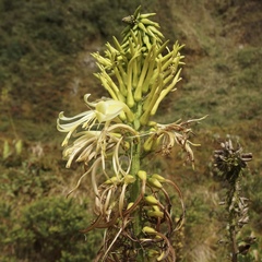 Pitcairnia trianae