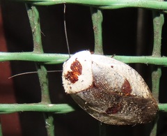 Gyna caffrorum