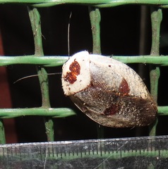 Gyna caffrorum