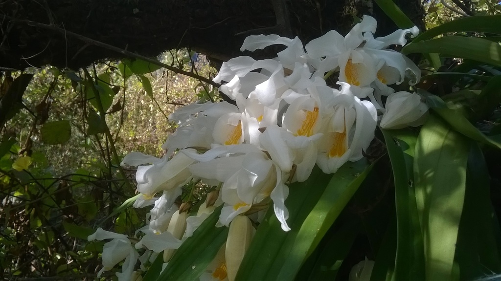 Coelogyne cristata Lindl. 2