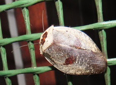 Gyna caffrorum