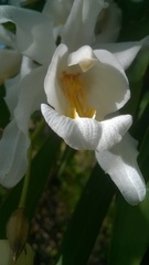 Coelogyne cristata