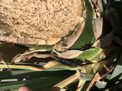 Scyphophorus yuccae