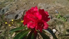 Rhododendron arboreum