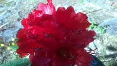 Rhododendron arboreum