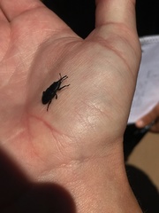 Scyphophorus yuccae