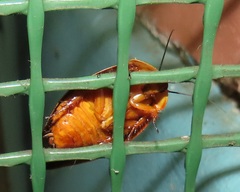 Gyna caffrorum