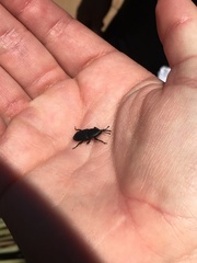 Scyphophorus yuccae
