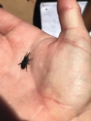 Scyphophorus yuccae