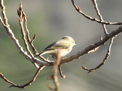 Phylloscopus collybita