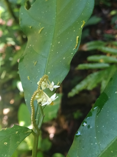 Solanum oppositifolium