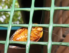 Gyna caffrorum