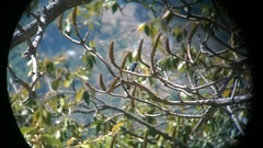Ficedula superciliaris