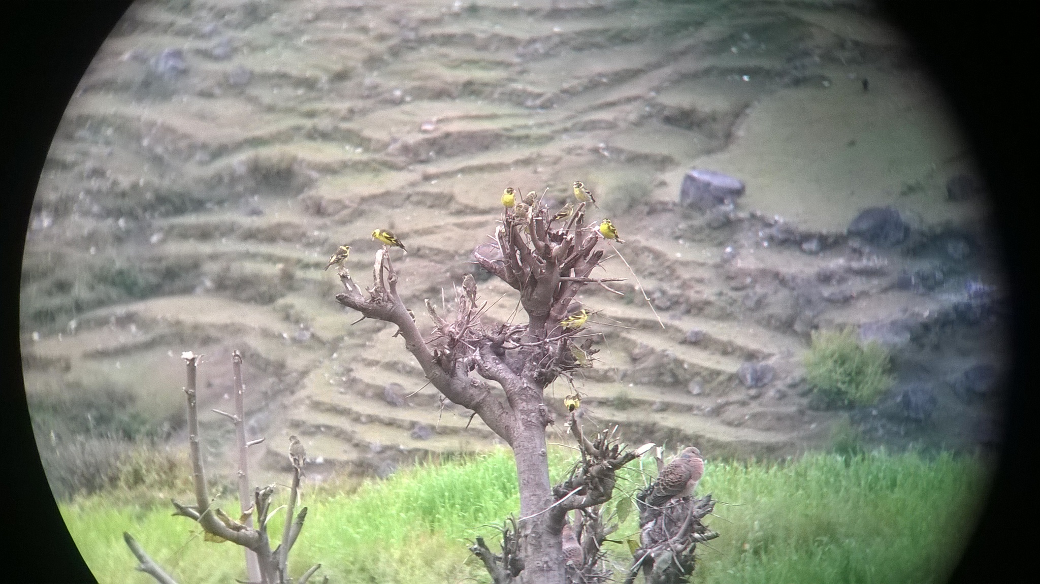 Yellow-breasted Greenfinch