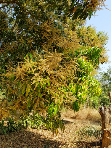 Indian mango