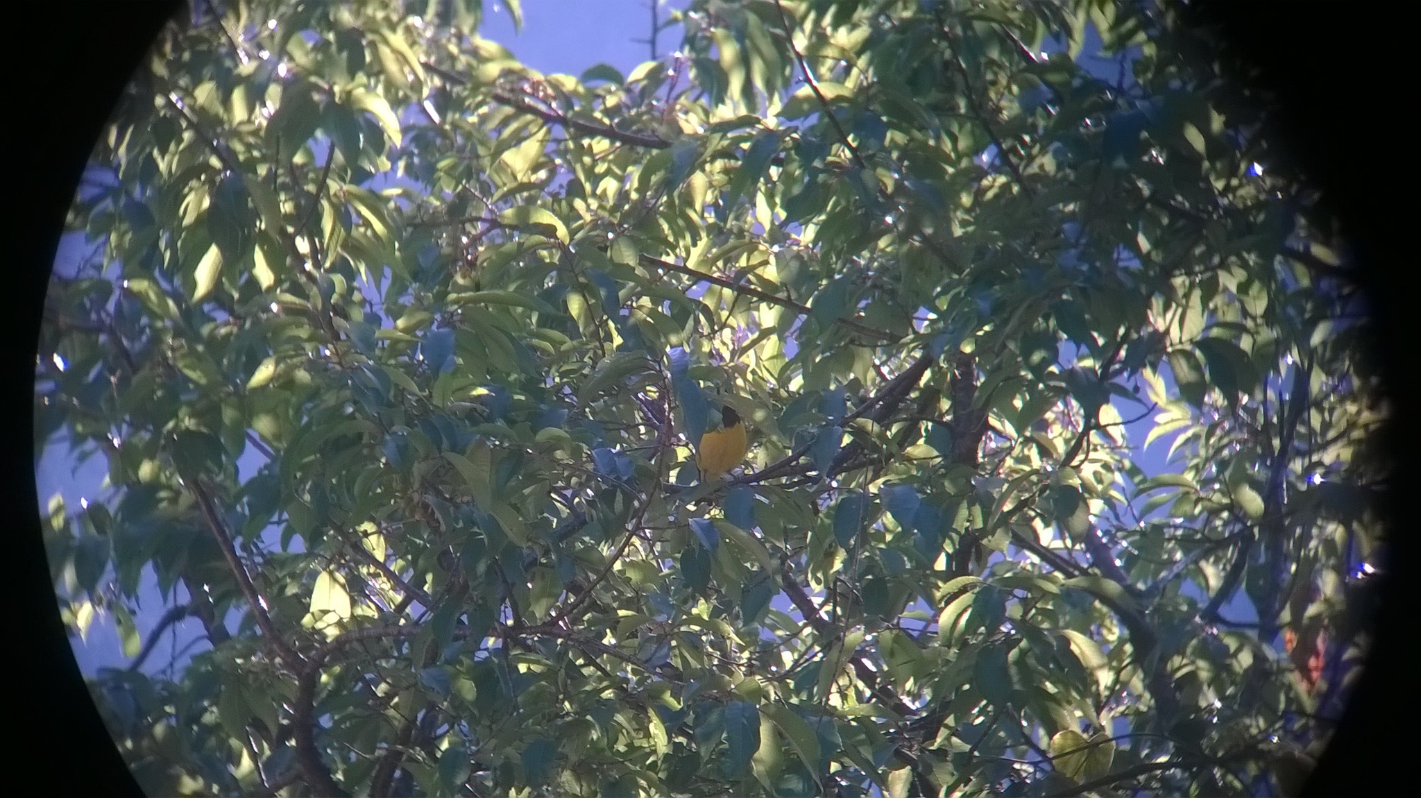Spot-winged Grosbeak
