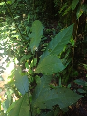 Solanum oppositifolium