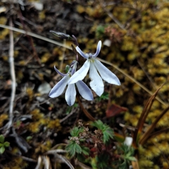 Lobelia angulata