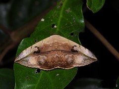 Hypopyra vespertilio