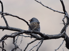 Spizella atrogularis