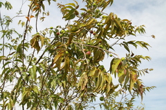 Myrciaria dubia
