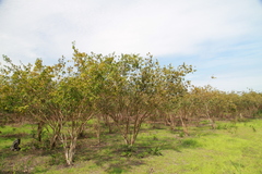 Myrciaria dubia
