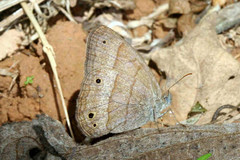 Yphthimoides renata