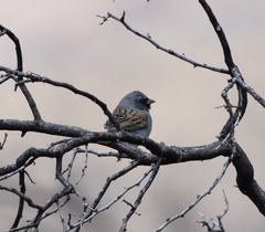 Spizella atrogularis
