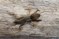 Neoscapteriscus didactylus