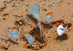 Colotis euippe mediata