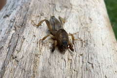 Neoscapteriscus didactylus