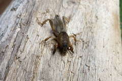 Neoscapteriscus didactylus