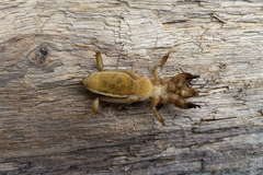 Neoscapteriscus didactylus