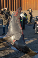 Hyperoodon ampullatus