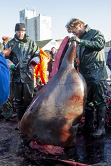 Hyperoodon ampullatus