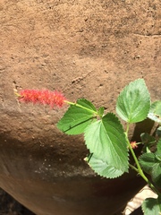 Acalypha herzogiana