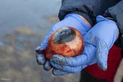 Hyperoodon ampullatus